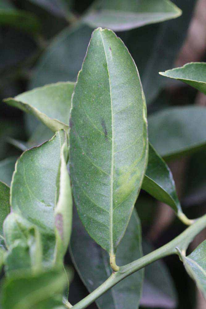              Unifoliolate leaf (Riverside, CA)       